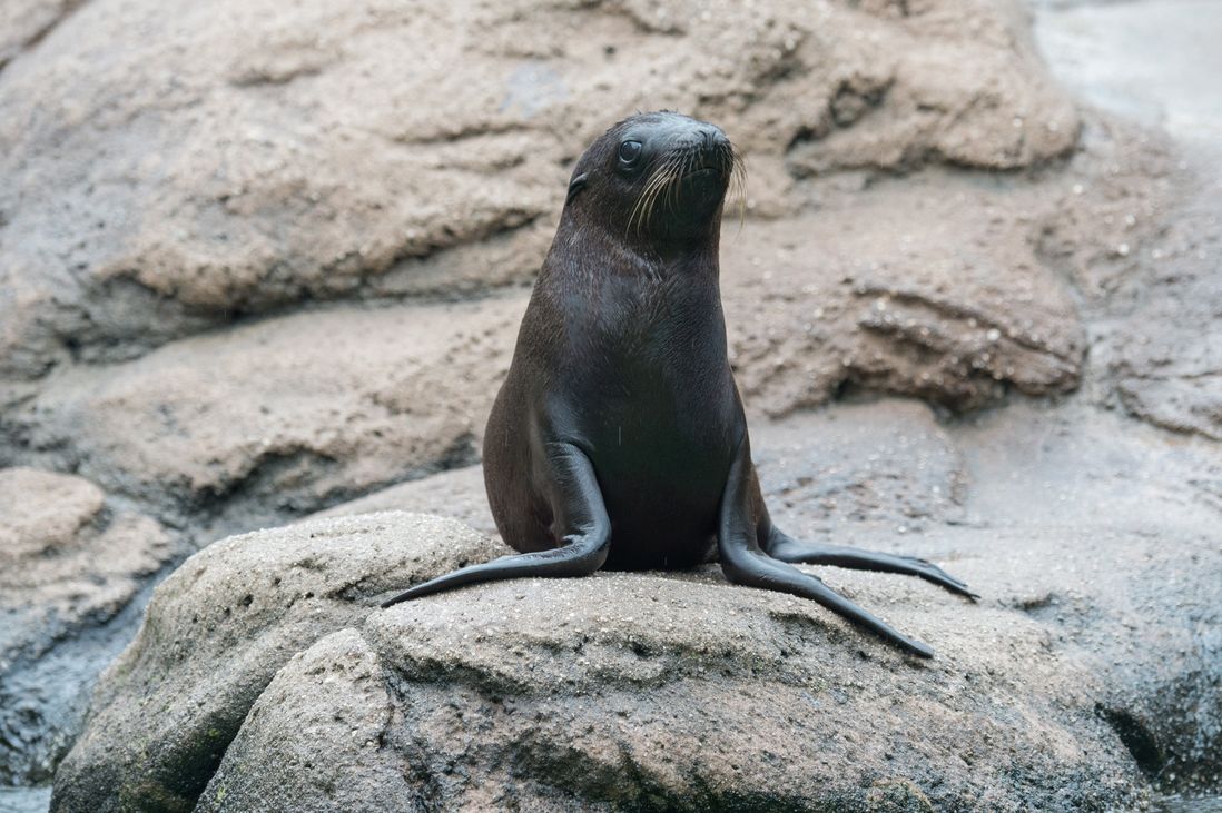 Wee sea lion pup at Bronx Zoo<br/>